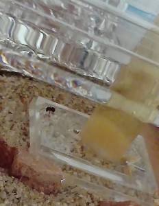 L'ouvrière, attendant, [Résolue] Camponotus lateralis immobile