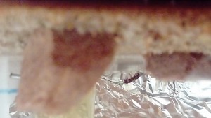 L'ouvrière, physogastre, [Résolue] Camponotus lateralis immobile