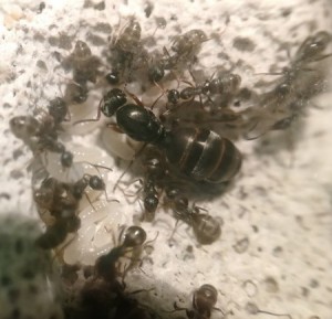 Reine, couvain et ouvrière Formica cunicularia., [Blog] Colonie de Formica cunicularia
