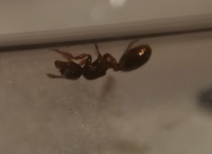 Gyne après avoir retiré ses ailes., [Myrmecina cf graminicola] Identification bretonne