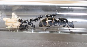 La fondation avec son couvain, [Blog] Camponotus vagus