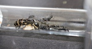 Tout le monde au complet, [Blog] Camponotus vagus