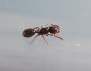 photo 2, [Myrmecina cf graminicola] Identification petite gyne parisienne