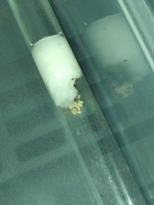 Lasius emarginatus gyne 2 et ses ouvrières., Les Fondations de Firewill