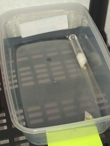 ADC Lasius emarginatus gyne 2., Les Fondations de Firewill