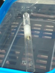 Lasius sp. noir dans l'ADC. (Désolé pour la qualité.), Les Fondations de Firewill