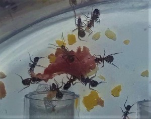 Camponotus nicobarensis., Les colonies d'Antho (Messor, Camponotus, Myrmica...)