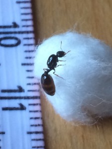 Solenopsis fugax ?, [Solenopsis fugax] ?