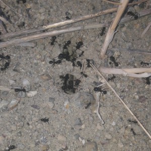 Messor photo 1, Fourmis de l'île de Crête