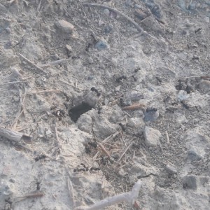 Messor photo 3, Fourmis de l'île de Crête