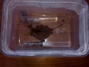 La fameuse feuille en question et la colonie dans son ADC, Colonie orpheline