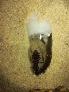 Myrmecia simillima, Les colonies de Sceletus, ça va grouiller !