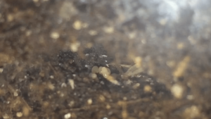 Harpegnathos venator - Oeufs, [Blog] Les Harpegnathos venator de Deucalion
