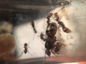 Photo 3, [Formica sp.] Demande d’identification