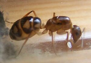 **fin**[Blog] Camponotus substitutus, substitutus.jpg