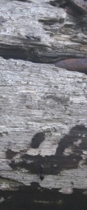 Crematogaster sp noire 3, Fourmis de l'île de Crête