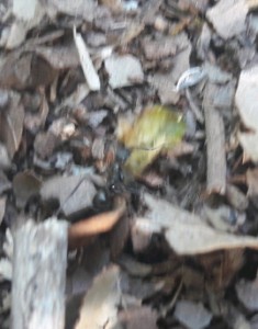 Aphaenogaster 2, Fourmis de l'île de Crête