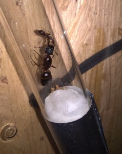 Trophallaxie, Meilleur nid pour une colonie de Camponotus barbaricus
