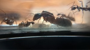 Camponotus barbaricus, Meilleur nid pour une colonie de Camponotus barbaricus