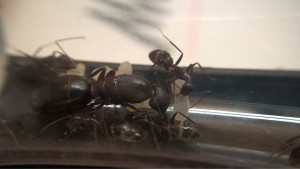 Camponotus barbaricus, Meilleur nid pour une colonie de Camponotus barbaricus