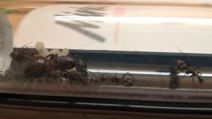 Campnotus barbaricus, Meilleur nid pour une colonie de Camponotus barbaricus