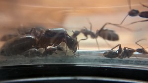 Camponotus barbaricus, Meilleur nid pour une colonie de Camponotus barbaricus