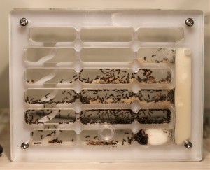 Nid chinois de mes Lasius emarginatus., [Blog] Lasius emarginatus de la côte d'Azur