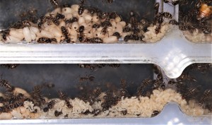 Les deux salles principales de stockage du couvain., [Blog] Lasius emarginatus de la côte d'Azur