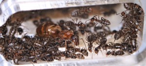 La gyne et sa garde rapprochée., [Blog] Lasius emarginatus de la côte d'Azur