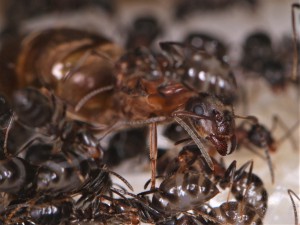 Gyne Lasius emarginatus souriant face à l'objectif., [Blog] Lasius emarginatus de la côte d'Azur