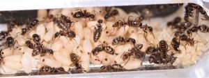 La salle des cocons., [Blog] Lasius emarginatus de la côte d'Azur