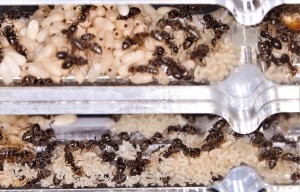 Les larves stockées contre la paroi, mais le sol juste derrière en est également recouvert !, [Blog] Lasius emarginatus de la côte d'Azur