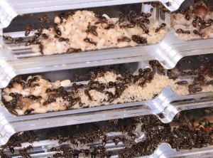 Zoom sur une grosse partie de la colonie., [Blog] Lasius emarginatus de la côte d'Azur