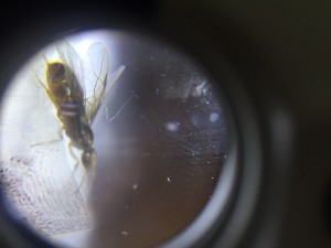 Ailée, [Lasius sp.] 2 gynes trouvées ; Lasius niger ?