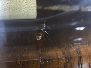 Non ailée, [Lasius sp.] 2 gynes trouvées ; Lasius niger ?