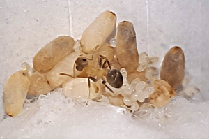 Lasius emarginatus, 