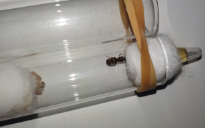 Maman revient plus tard..., 