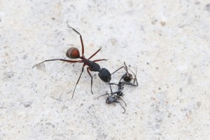 Camponotus cruentatus qui découvre une A. senilis écrasée, 
