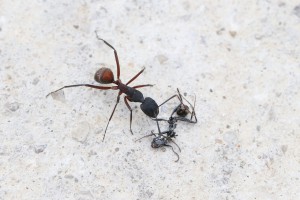 Camponotus cruentatus qui découvre une A. senilis écrasée, Les fourmis d'Andalousie (Espagne)