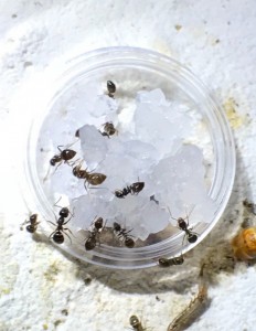 Lasius, Le kefir, la boisson vivante !