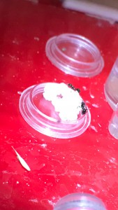 Messor, Le kefir, la boisson vivante !