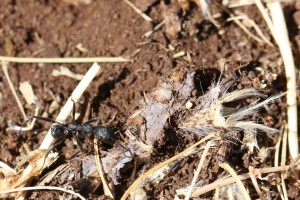 Aphaenogaster senilis, Les fourmis d'Andalousie (Espagne)
