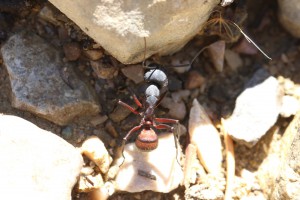Major Camponotus cruentatus, Les fourmis d'Andalousie (Espagne)