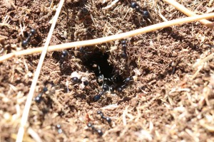 Une des entrées de nids de Messor bouvieri, Les fourmis d'Andalousie (Espagne)