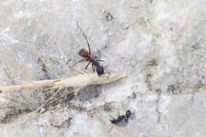 Rencontre entre C. cruentatus et A. senilis 1, 