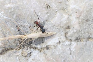 Rencontre entre C. cruentatus et A. senilis 2, Les fourmis d'Andalousie (Espagne)
