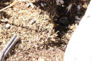 Autre nid Messor bouvieri, Les fourmis d'Andalousie (Espagne)