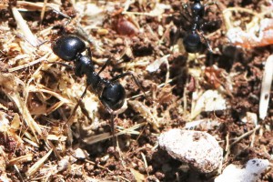 Major Messor bouvieri, Les fourmis d'Andalousie (Espagne)