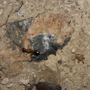 Photo 2, Fourmis de l'île de Crête