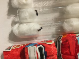 Photo 1, [Crematogaster Scutellaris] Grosse gyne dans la piscine